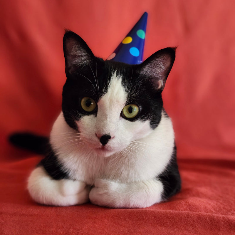 black and white cat wearing polka dotted party hat against red cloth background