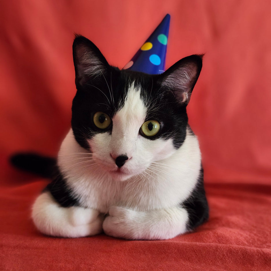 black and white cat wearing polka dotted party hat against red cloth background