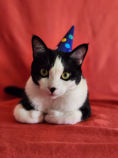 An Interview with Moonbeam